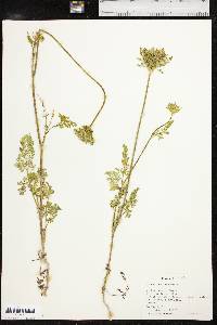 Daucus pusillus image