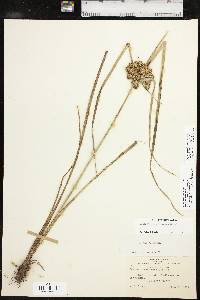 Cyperus pseudovegetus image