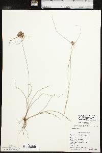 Cyperus lupulinus image