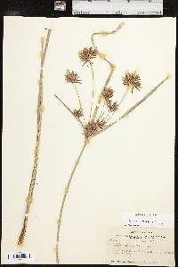 Cyperus setigerus image