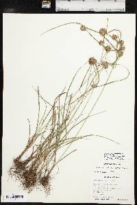 Cyperus lupulinus image