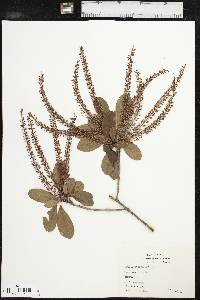 Cyrilla racemiflora image