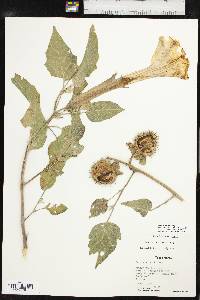 Datura wrightii image