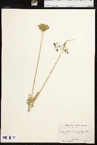 Daucus pusillus image