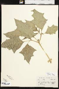 Datura stramonium image