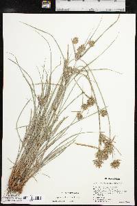 Cyperus schweinitzii image