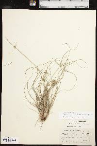 Cyperus retroflexus image