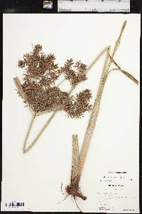 Cyperus setigerus image