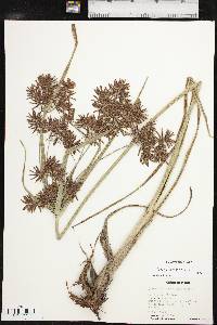 Cyperus setigerus image