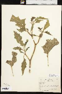 Datura stramonium image