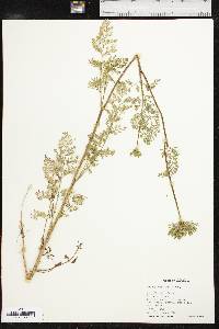 Daucus pusillus image