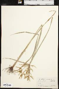 Cyperus iria image