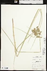 Cyperus pseudovegetus image