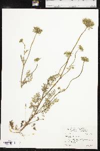 Daucus pusillus image