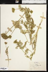 Daucus pusillus image