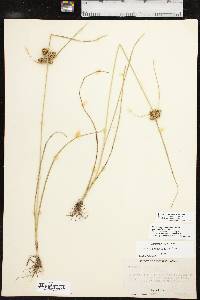 Cyperus pseudovegetus image