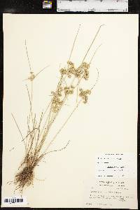 Cyperus surinamensis image