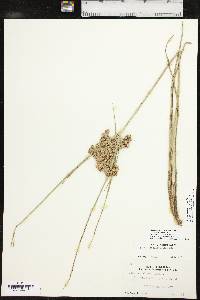 Cyperus pseudovegetus image