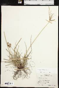 Cyperus retrorsus image