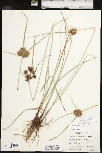 Cyperus pseudovegetus image