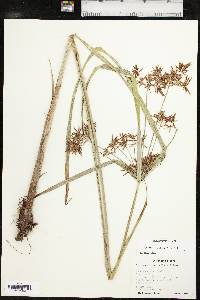 Cyperus setigerus image