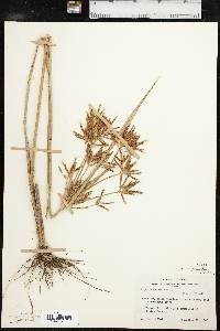 Cyperus oxylepis image