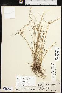 Cyperus lupulinus image