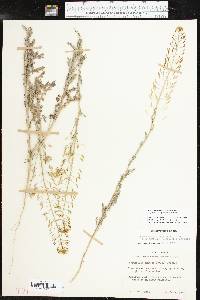 Descurainia pinnata subsp. halictorum image