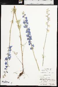 Delphinium carolinianum subsp. carolinianum image