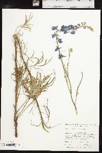 Delphinium carolinianum image