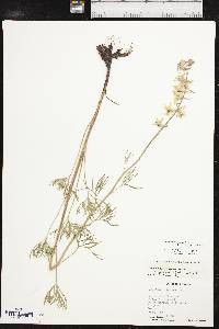 Delphinium carolinianum subsp. virescens image