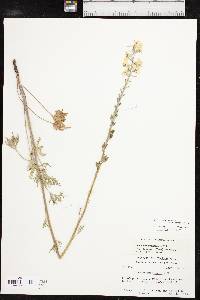 Delphinium carolinianum subsp. virescens image