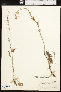 Delphinium carolinianum subsp. vimineum image