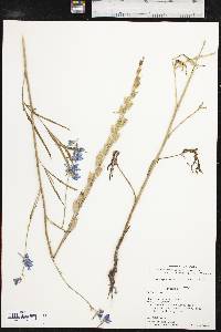 Delphinium carolinianum image