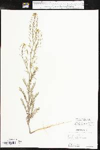 Descurainia pinnata subsp. brachycarpa image