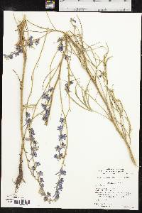 Delphinium carolinianum subsp. vimineum image