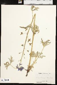 Delphinium tricorne image