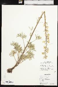 Delphinium carolinianum subsp. virescens image