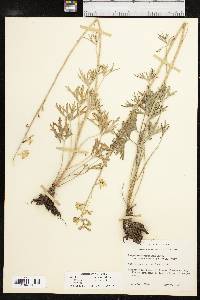 Delphinium carolinianum subsp. virescens image