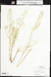 Descurainia pinnata subsp. brachycarpa image