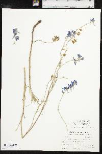 Delphinium carolinianum subsp. carolinianum image