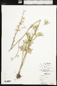 Delphinium carolinianum subsp. virescens image