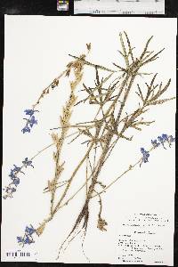 Delphinium carolinianum image