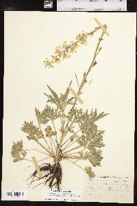 Delphinium carolinianum subsp. vimineum image