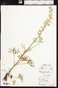 Delphinium carolinianum subsp. virescens image