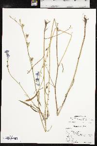 Delphinium carolinianum image