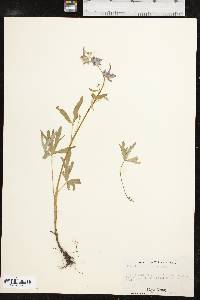 Delphinium tricorne image