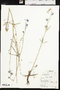 Delphinium carolinianum subsp. vimineum image