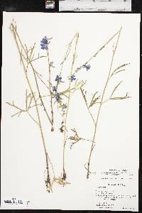 Delphinium carolinianum image