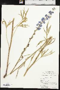 Delphinium carolinianum subsp. vimineum image